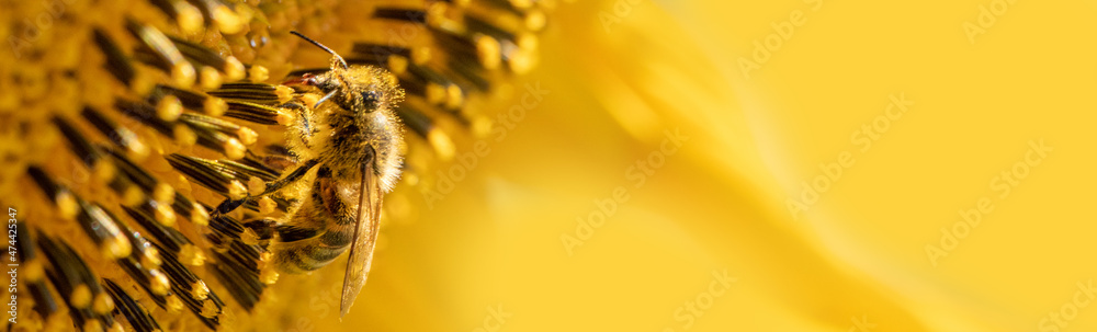 Honey bee collects nectar from sunflower flowers. - obrazy, fototapety, plakaty 
