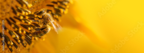 Photo Honey bee collects nectar from sunflower flowers.