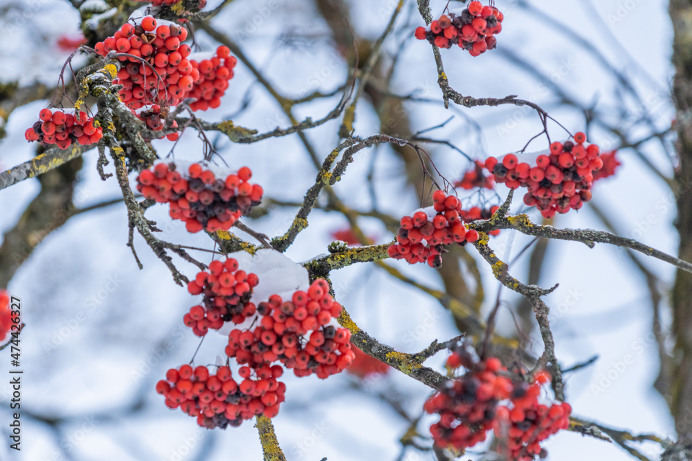 Red mountain ash under the snow. Concept, snowy winter. Red mountain ash under the snow. Concept, snowy winter.