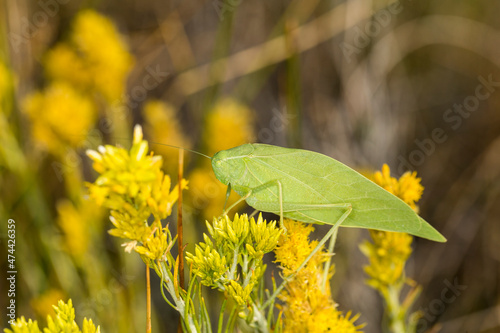 Green katydid bug on a yellow sagebrush flower photo