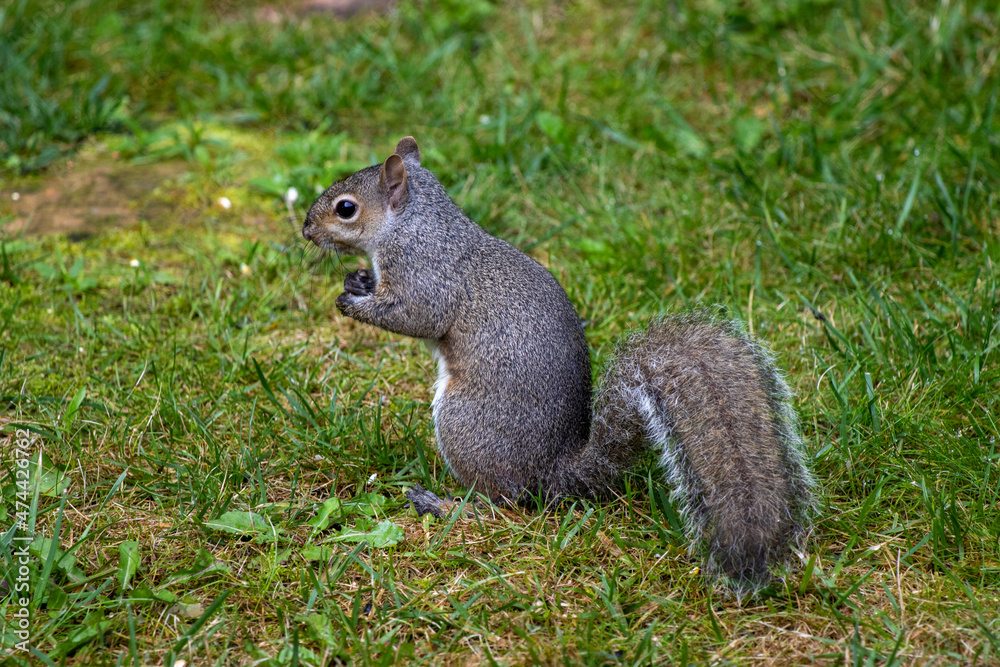 A cute grey squirrel going about his day. A cute grey squirrel going about his day.