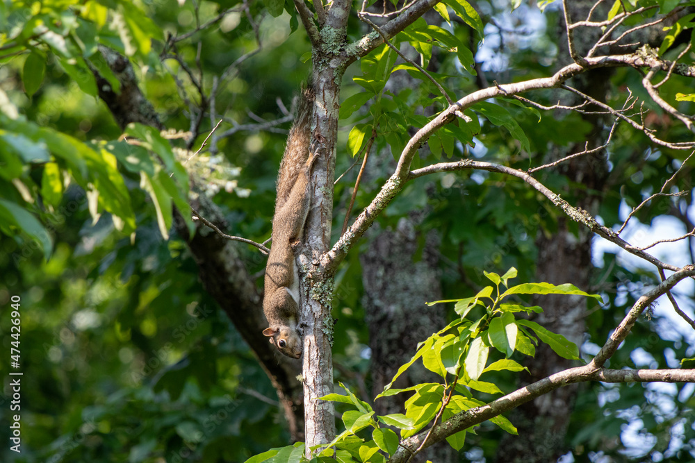 A cute grey squirrel going about his day. A cute grey squirrel going about his day.
