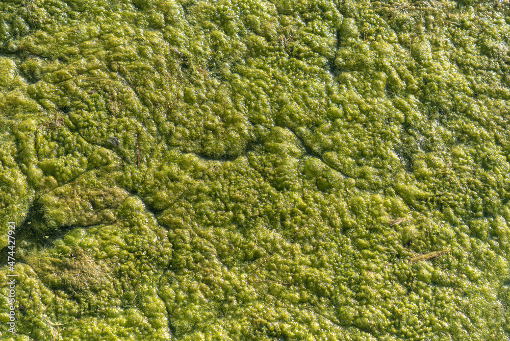 The texture of green algae on the surface of the lake, background.. The texture of green algae on the surface of the lake, background..