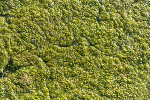 The texture of green algae on the surface of the lake, background..