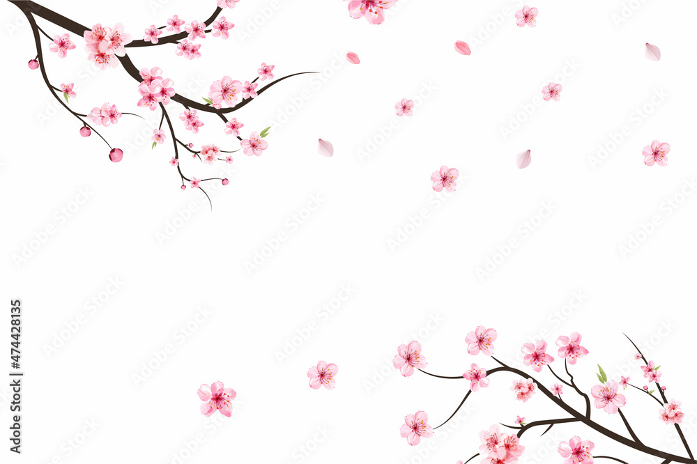 Cherry blossom branch with sakura flower. Sakura on white background. Watercolor cherry blossom vector. Pink sakura flower background. Watercolor cherry bud. Cherry blossom branch with pink flower.