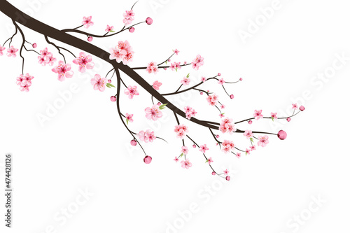 Cherry blossom branch with sakura flower. Sakura on white background. Watercolor cherry blossom vector. Pink sakura flower background. Watercolor cherry bud. © Iftikhar alam