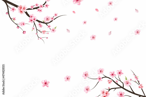 Cherry blossom branch with sakura flower. Sakura on white background. Watercolor cherry blossom vector. Pink sakura flower background. Watercolor cherry bud. Cherry blossom branch with pink flower.