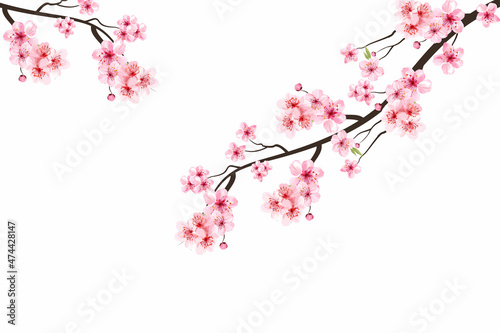Fotografie, Obraz Pink sakura flower background
