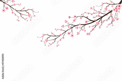 Cherry blossom branch with pink flowers. Pink sakura flower background. Watercolor cherry blossom. Cherry blossom branch with sakura. Sakura on white background. Watercolor cherry bud.