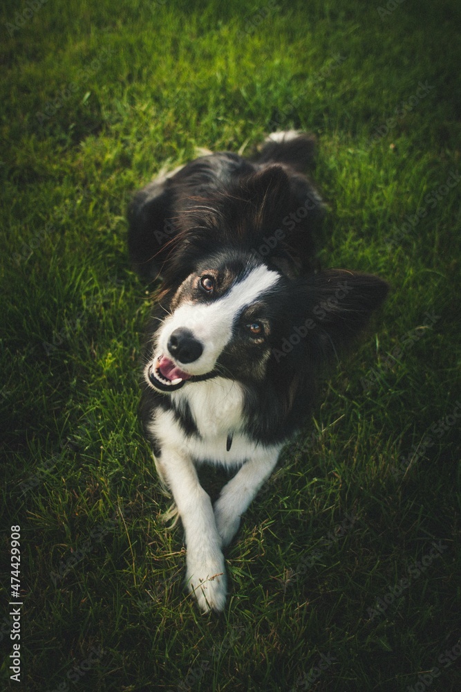 Border collie leży na zielonym trawniku