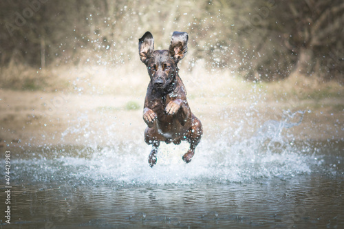 Brązowy pies skaczący do wody © ZiraPhoto