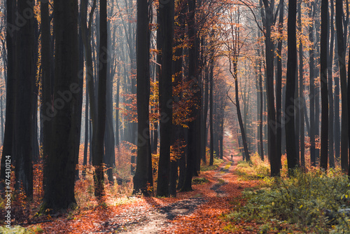 ścieżka wśród jesiennych buków 