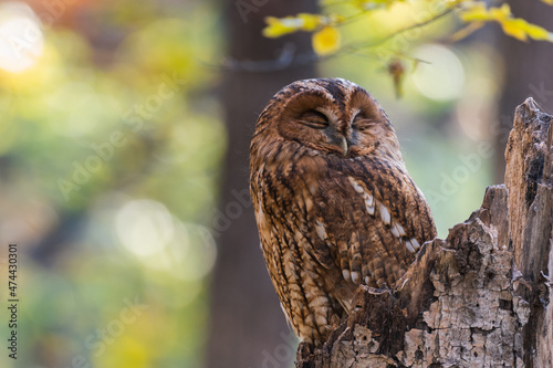 Tableau sur toile Tawny owl in the autumn forest. Strix aluco