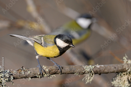 Great tit Parus major in the wild