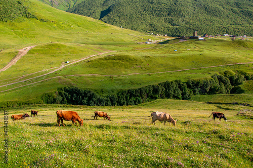 Cows graze in the meadow against the background of the church Lamaria in Ushguli, 2019