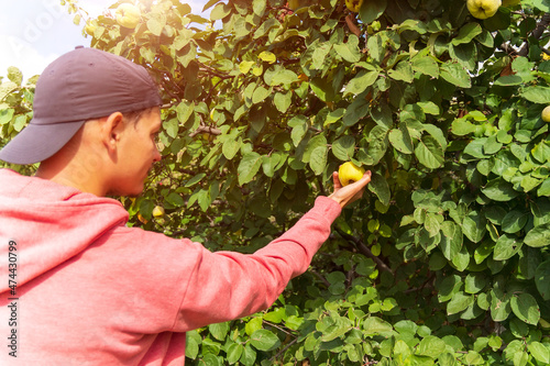 A man harvests quince. Quince Cydonia oblonga is a member of the genus Cydonia. photo