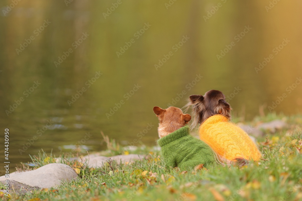 Obraz premium Two chihuahua dogs wearing warm sweaters are sitting at the edge of water in the cold autumn season.