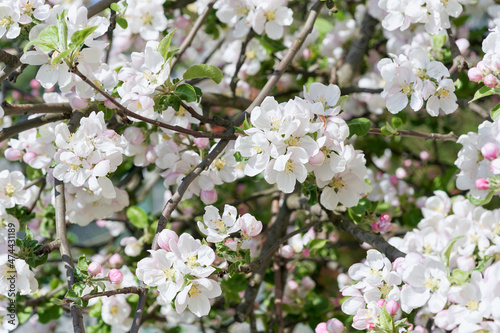 Apple tree blossom close-up. White apple flower on natural blue background.