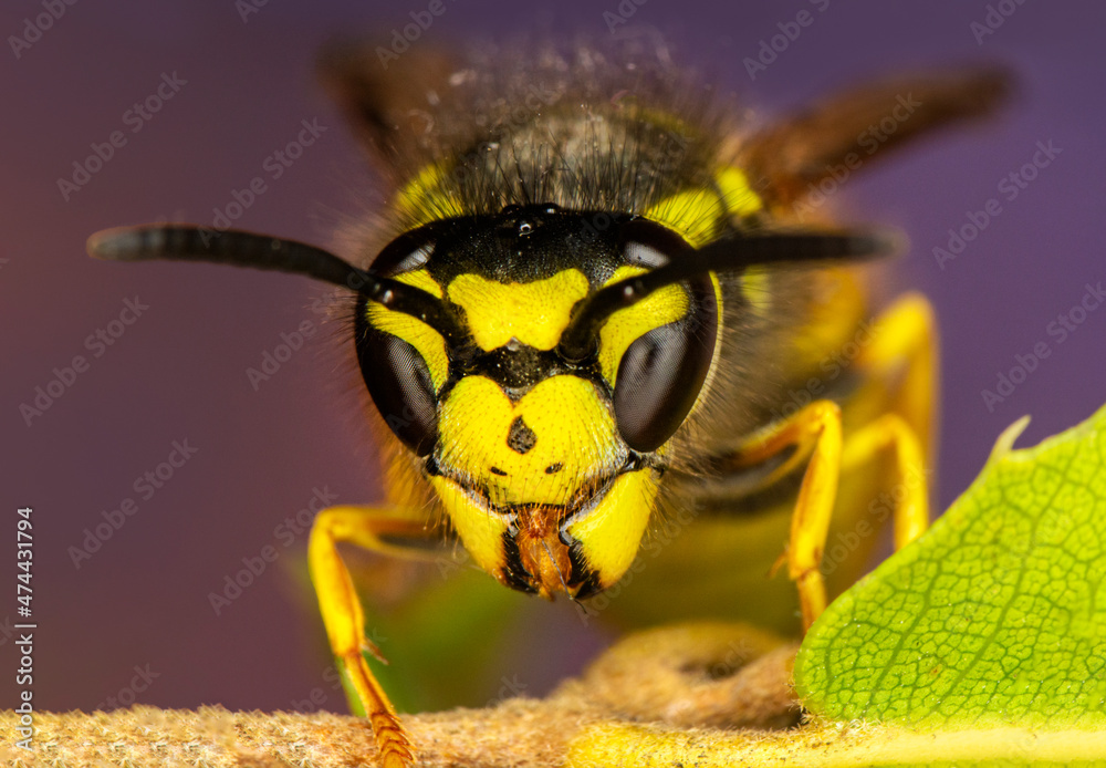 Beautiful Median wasp (Dolichovespula) portrait
Close-up view of head of live European hornet (Vespa crabro)--the largest eusocial wasp native to Europe (4 cm) and the only true hornet found in North Beautiful Median wasp (Dolichovespula) portrait
Close-up view of head of live European hornet (Vespa crabro)--the largest eusocial wasp native to Europe (4 cm) and the only true hornet found in North
