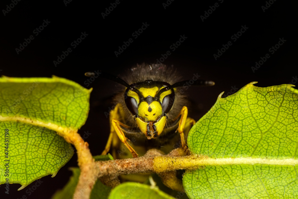 Beautiful Median wasp (Dolichovespula) portrait 
Close-up view of head of live European hornet (Vespa crabro)--the largest eusocial wasp native to Europe (4 cm) and the only true hornet found in North