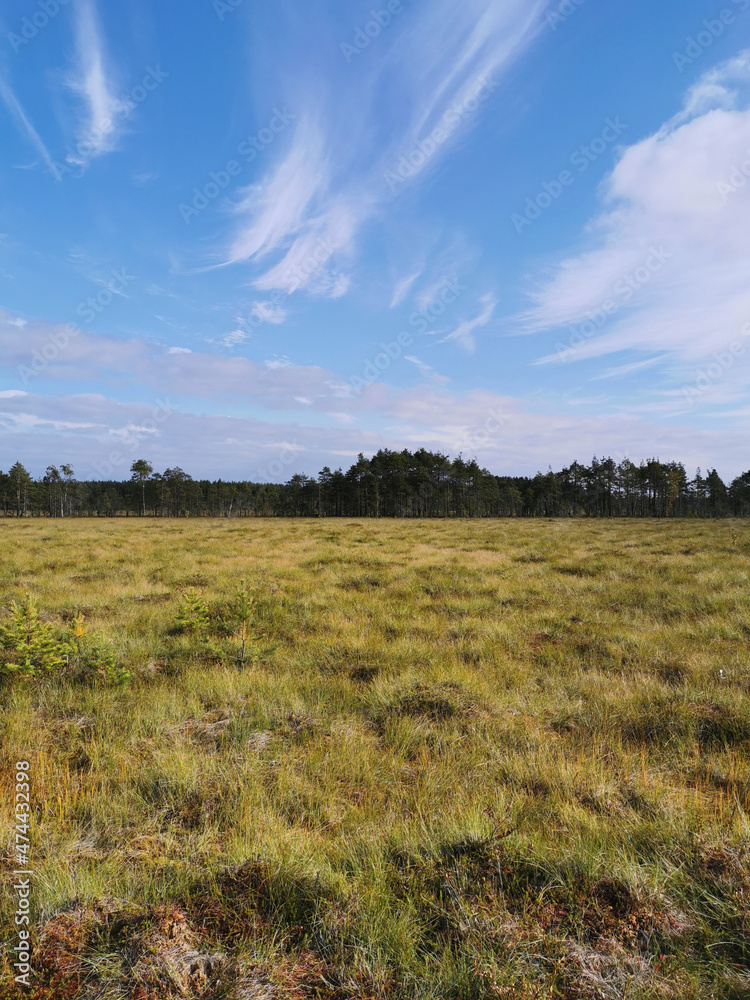 Small pine trees growing in a swamp, among the grass against the sky with clouds.