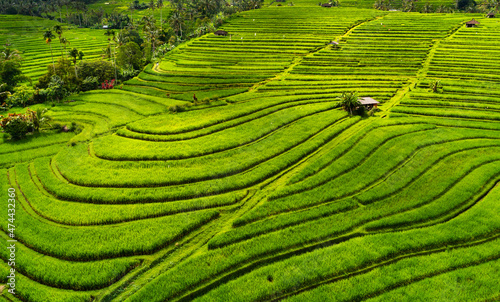 Green color as a background. Aerial view of rice terraces. Agricultural landscape from the air by drone. Rice terraces in the summer. Travel and vacation image.