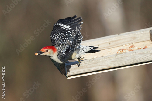 Blue Jays and Red Bellied Woodpeckers fighthing over food photo