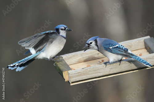 Blue Jays and Red Bellied Woodpeckers fighthing over food