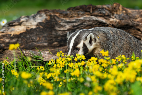 North American Badger (Taxidea taxus) Noses Into Yellow Wildflowers Log in Background Summer photo
