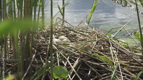 Bird's Nest Guide. Nidology. European coot (Fulica atra) nest on a eutrophied lake with an abundance of common reed (Phragmites australis) photo