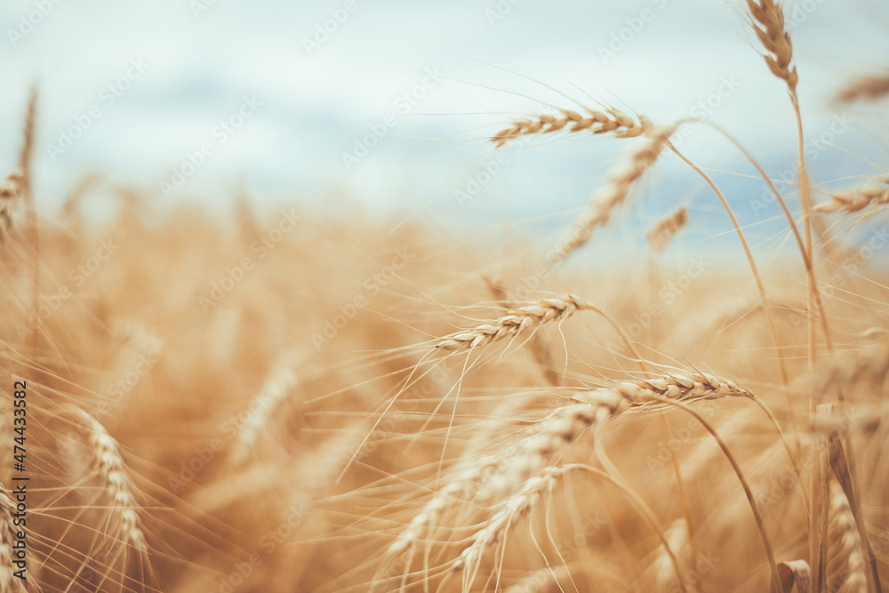 Fototapeta premium Ripe golden ears of wheat in summer on the field close-up, soft focus, shallow depth of field