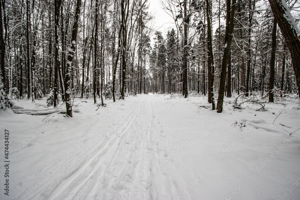 winter forest in the snow winter forest in the snow