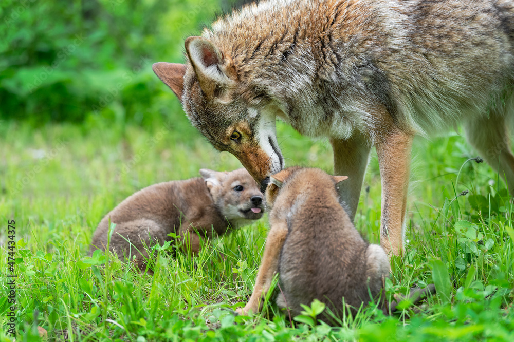 Adult Coyote (Canis latrans) Interacts with Two Pups Summer Adult Coyote (Canis latrans) Interacts with Two Pups Summer