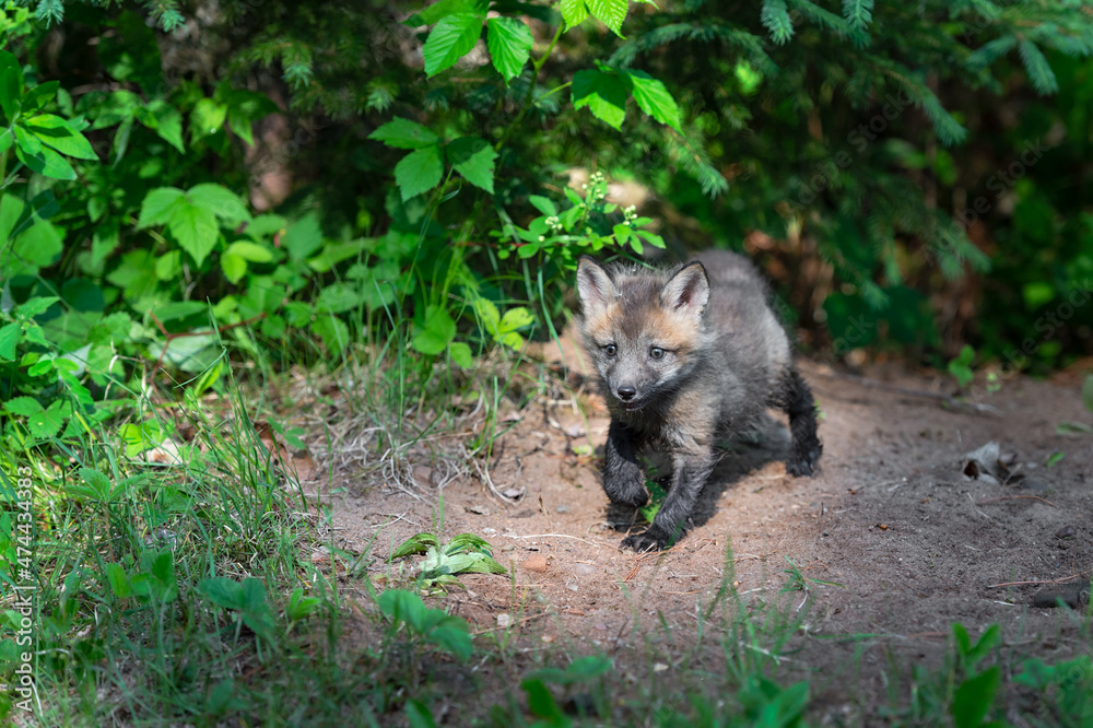 Red Fox (Vulpes vulpes) Kit Steps Out of Den Summer Red Fox (Vulpes vulpes) Kit Steps Out of Den Summer