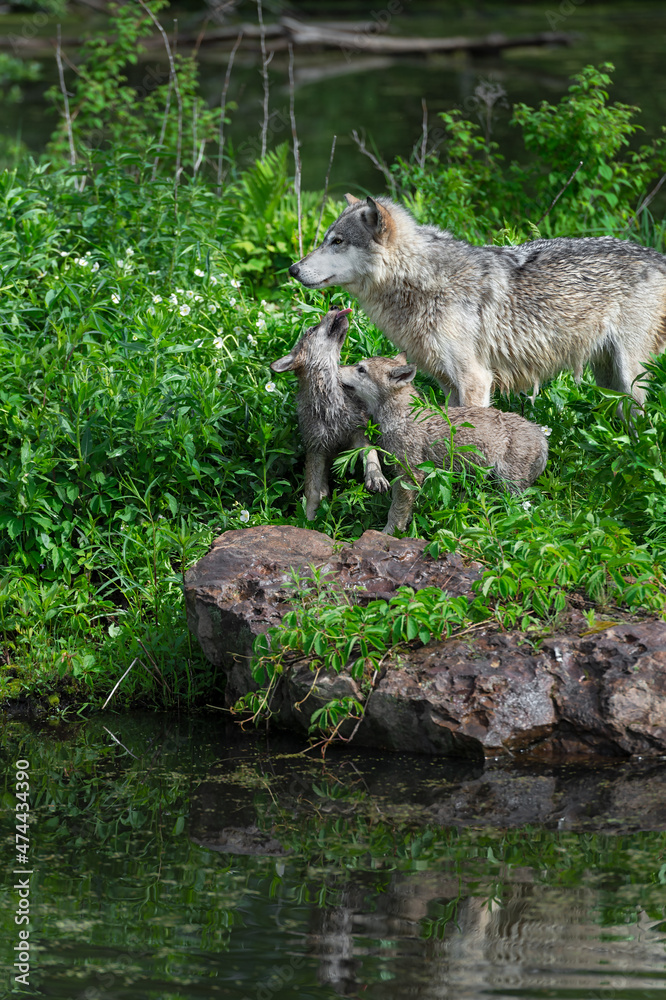 Grey Wolf (Canis lupus) Pup Reaches Up to Lick Adult Summer Grey Wolf (Canis lupus) Pup Reaches Up to Lick Adult Summer