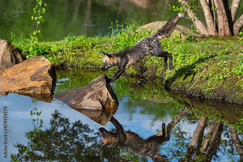 Cross Fox Adult (Vulpes vulpes) Leaps From Island to Rock Reflected in Water Summer © hkuchera