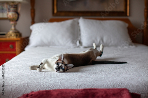 Calico siamese cat laying down on a bed