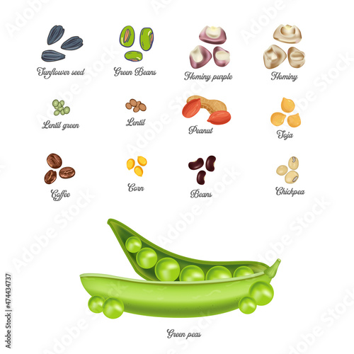 Legumes and vegetables vector illustration food grains concept