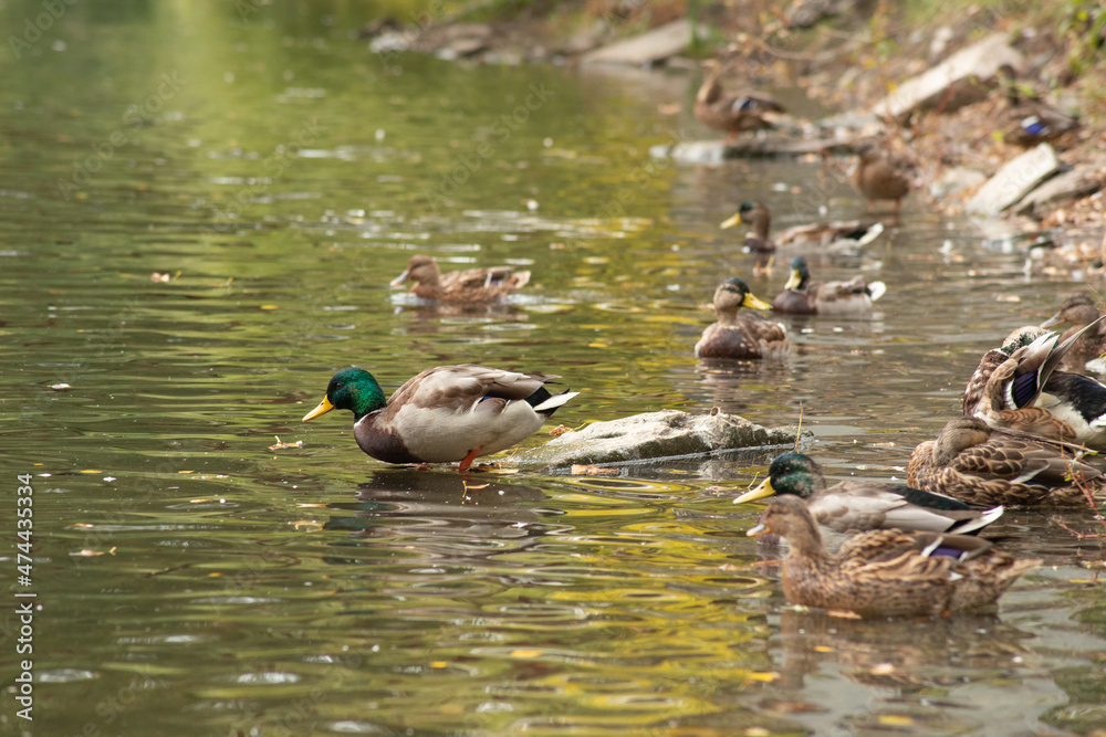 Wild duck swimming in a lake Wild duck swimming in a lake