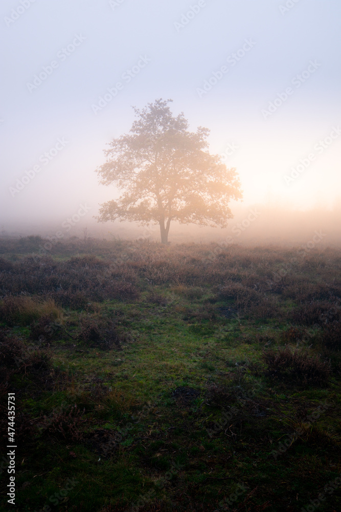 Tree in misty morning