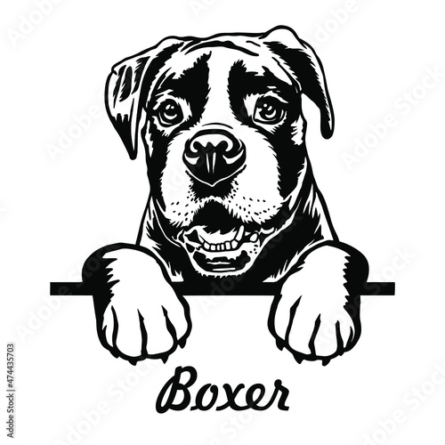 Boxer Peeking Dogs. Boxer puppy dog breed. black and white clipart of a dogs head isolated on a white background. The dog stuck out its tongue.