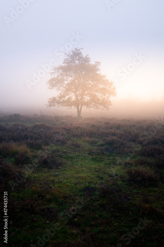 Tree in misty morning