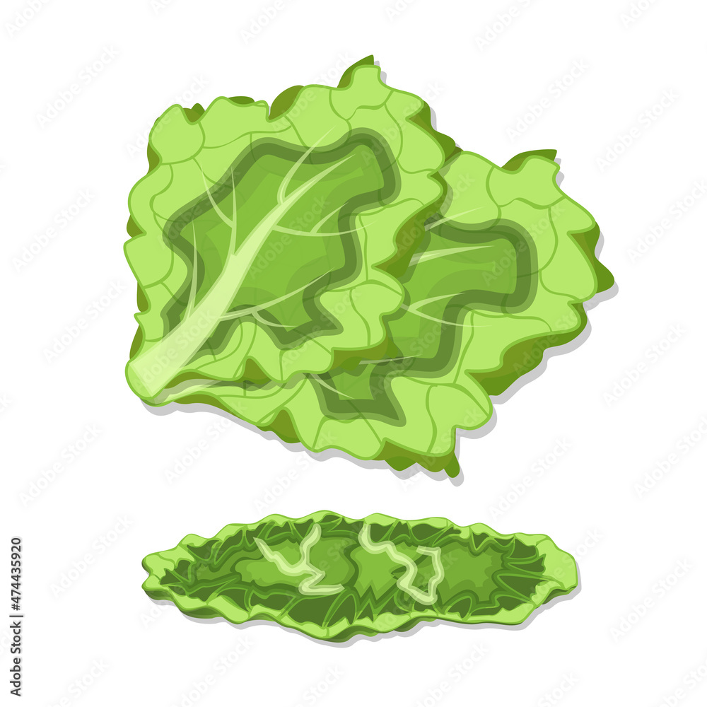 Lettuce vegetable illustration green food vector Lettuce vegetable illustration green food vector