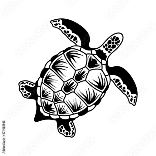 Hand Drawn Turtle Composition