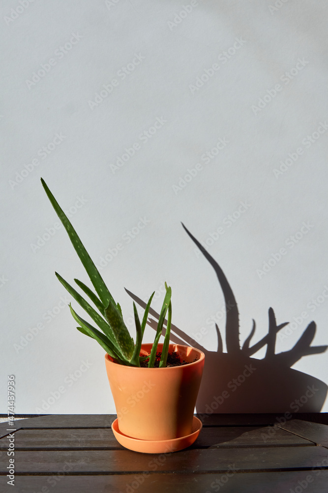 Fototapeta premium Aloe in orange pot under sunshine