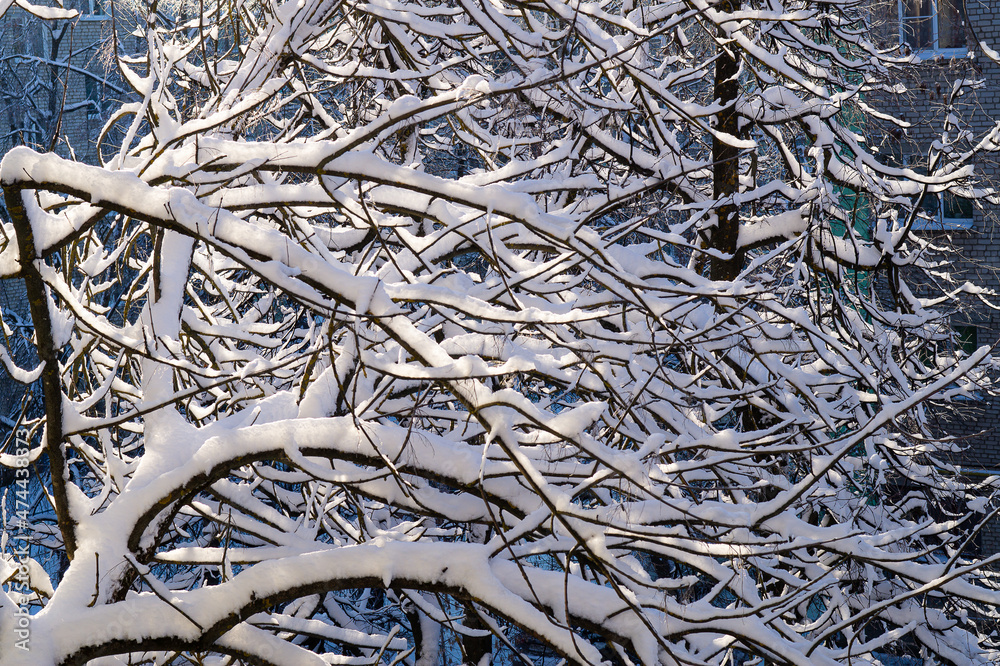 dark branches of trees in the snow in sunny weather dark branches of trees in the snow in sunny weather