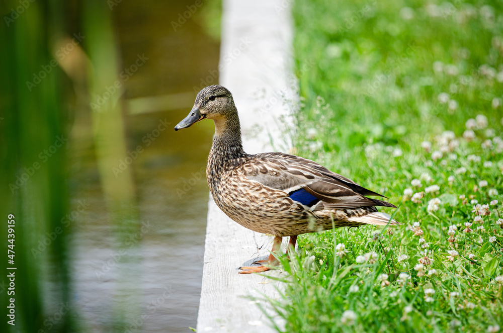 Fototapeta premium Female Mallard duck on the Edge of a pond green grass concrete retaining wall
