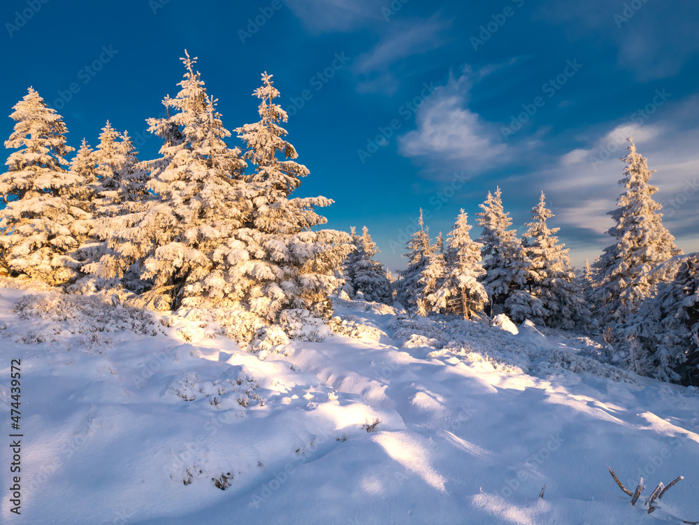 Spruce trees covered with snow and rime, snow, blue sky,sunlight, sunny day. Jeseniky mountains.Czech republic. . Spruce trees covered with snow and rime, snow, blue sky,sunlight, sunny day. Jeseniky mountains.Czech republic. .