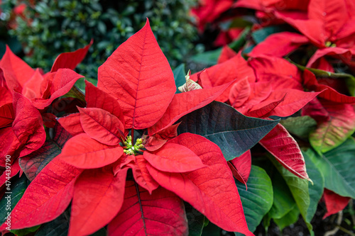 red poinsettia flower