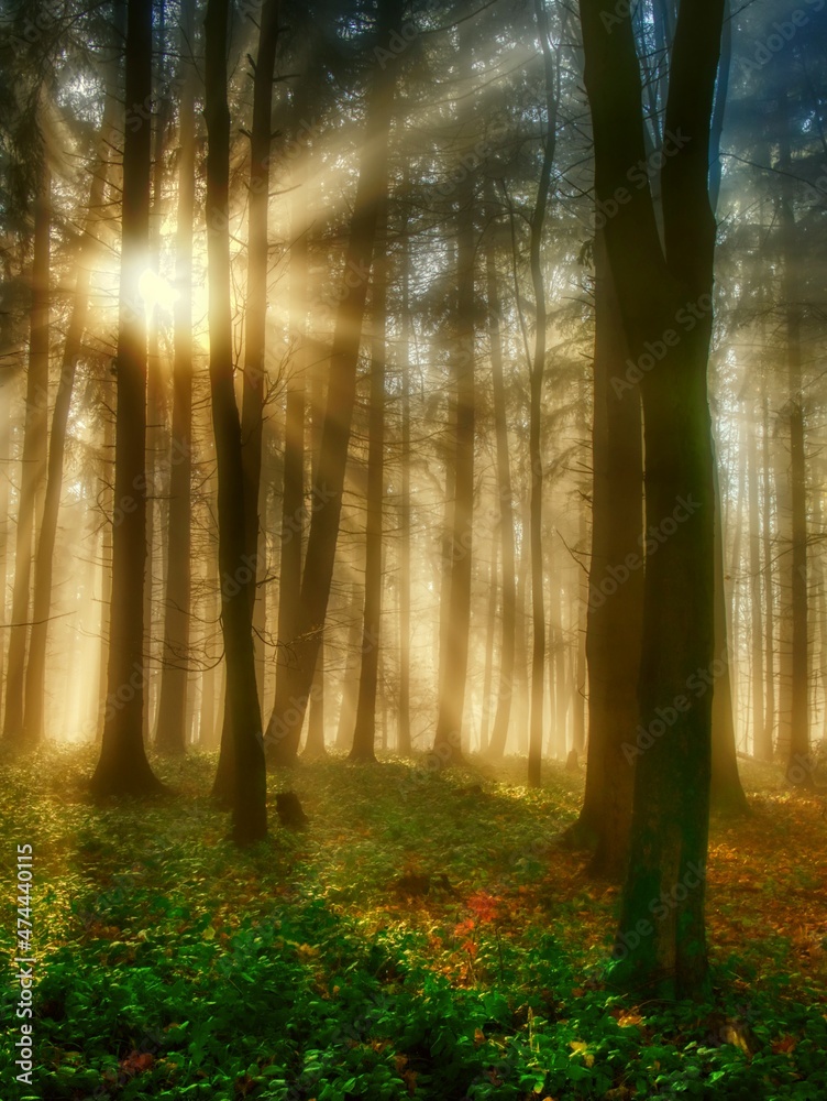 Foggy forest with sun rays, green plants,sunlight,sun rays. White Carpathians mountains,Czech republic. .